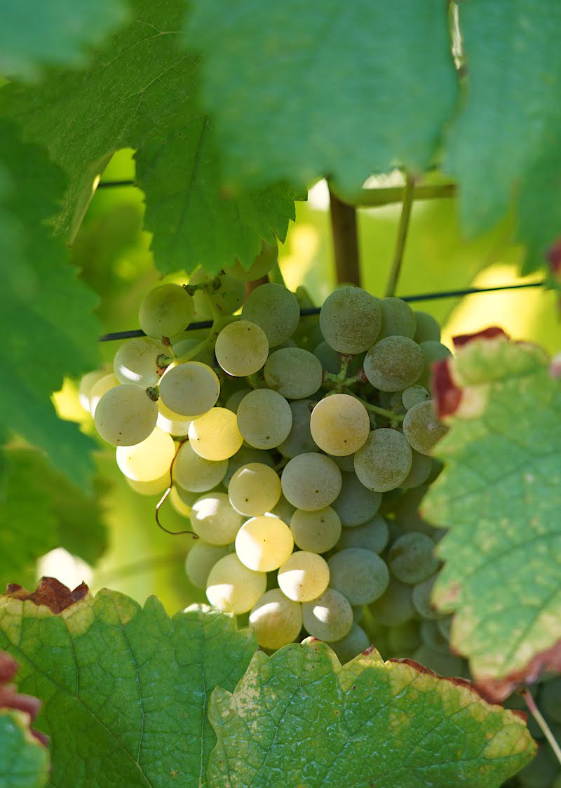 Quinta da Rede - terroir and grape varieties