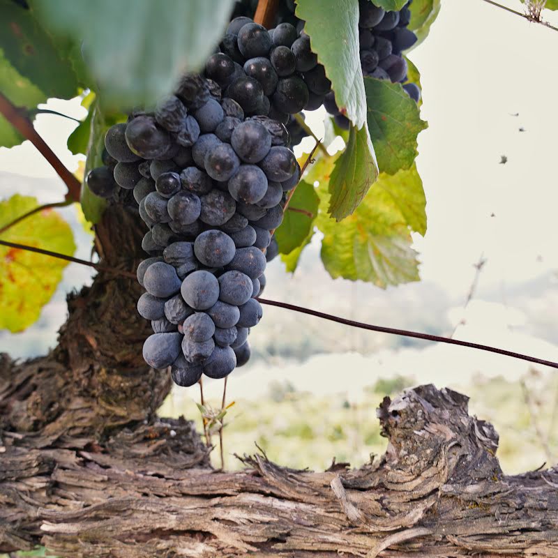 Quinta da Rede - terroir and grape varieties