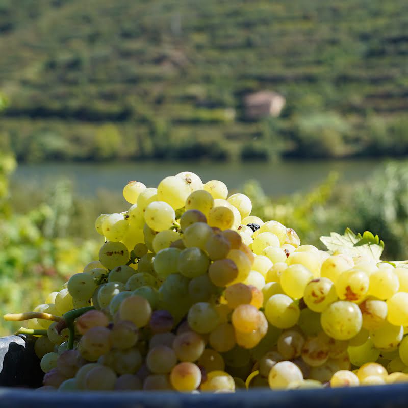 Quinta da Rede - terroir and grape varieties