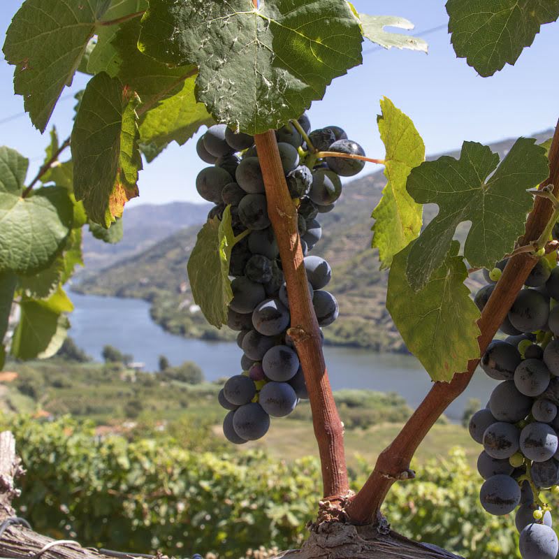 Quinta da Rede - terroir and grape varieties