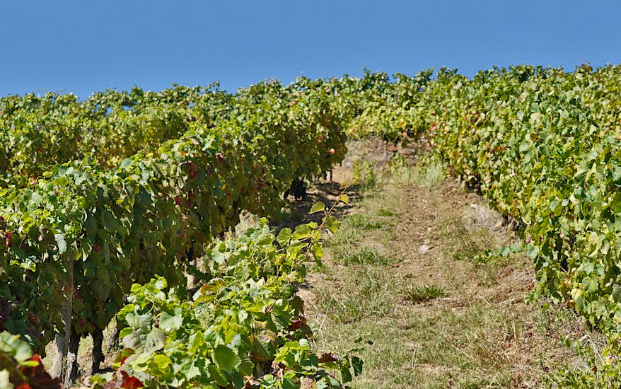 Quinta da Rede - Terroir e Castas